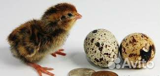 Перепелиное яйцо на инкубацию купить на Зозу.ру - фотография № 1