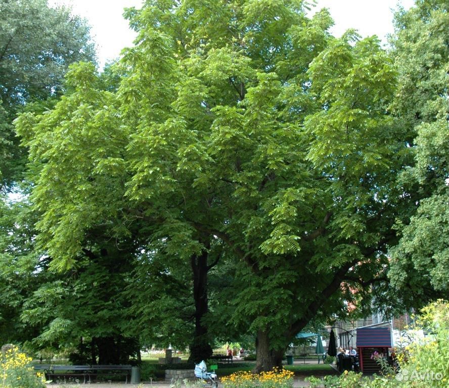 Фото Маньчжурского Дерева