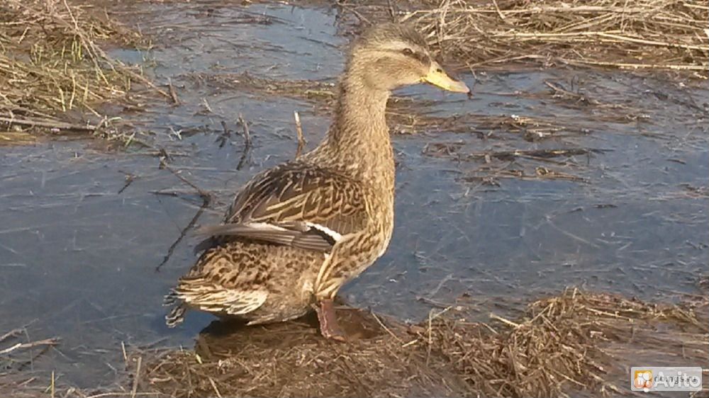 новосибирская утка. новосибирская утка. мост утка. охота на уток. лебединое озеро в новосибирском зоопарке.