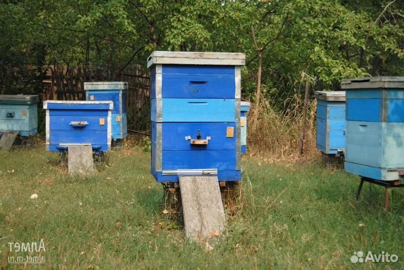 Пчелы, улья вместе с пчелами купить на Зозу.ру - фотография № 2