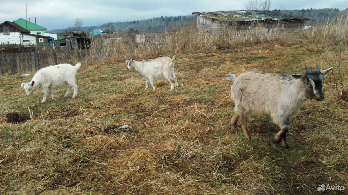 Продам дойную козу заанинской породы купить на Зозу.ру - фотография № 2