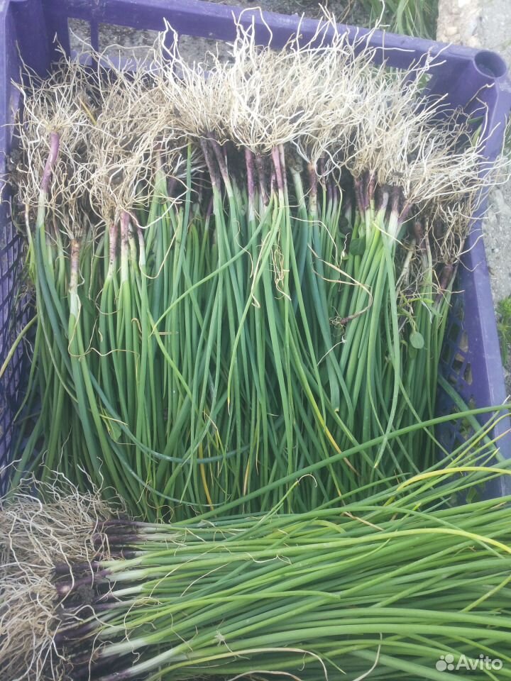 посадка семенами ялтинского лука. рассада ялтинского лука. рассада ялтинского лука. лук эксибишен чернушка. ялтинский лук рассада.