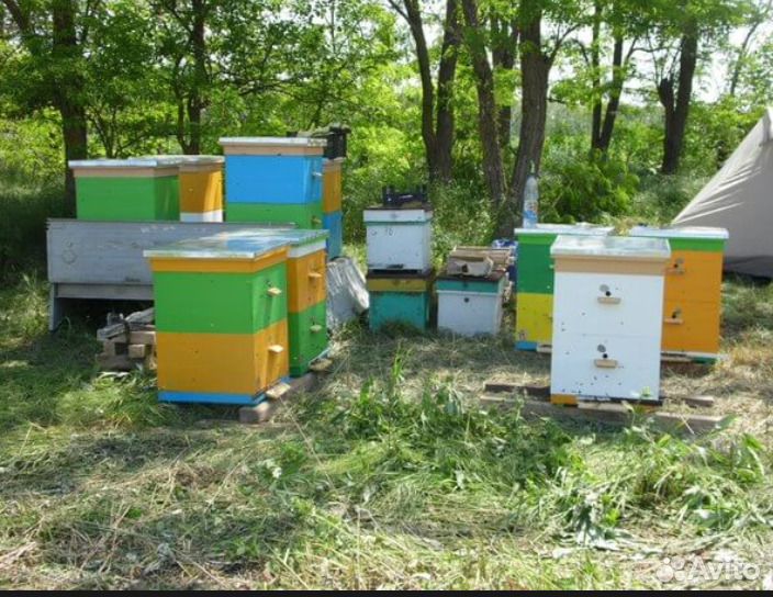 Содержание улей. Метод чайкина украинский улей. Содержание улей. Ульи для пчёл волгарь. Улик (озерова).