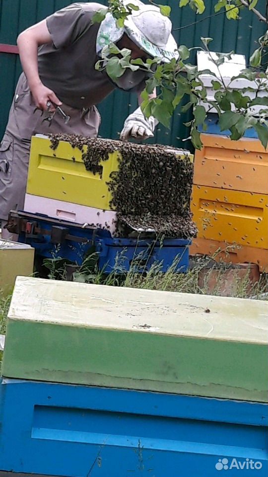 Пчеломатки Бакфаст купить на Зозу.ру - фотография № 3