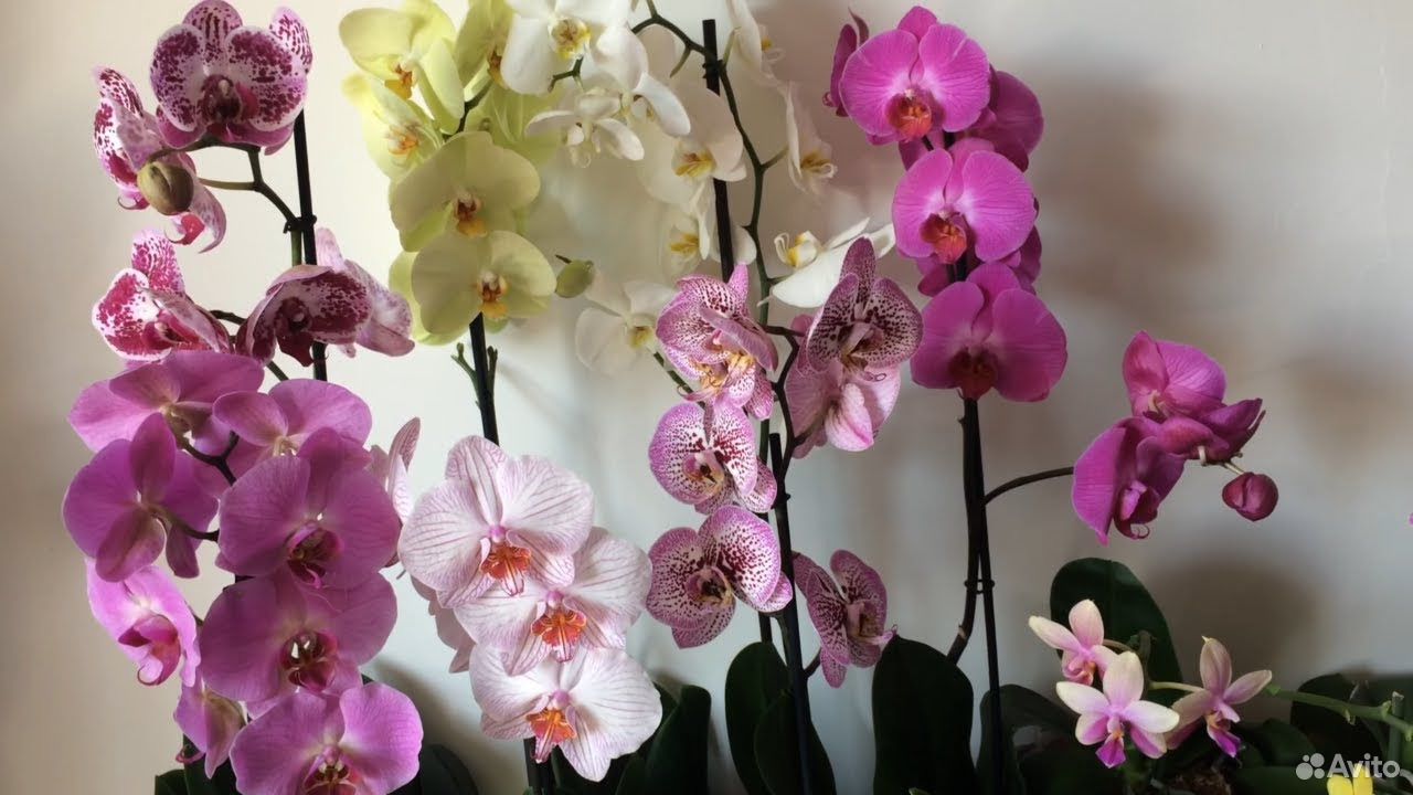 Орхидеи фаленопсис купить на Зозу.ру - фотография № 1