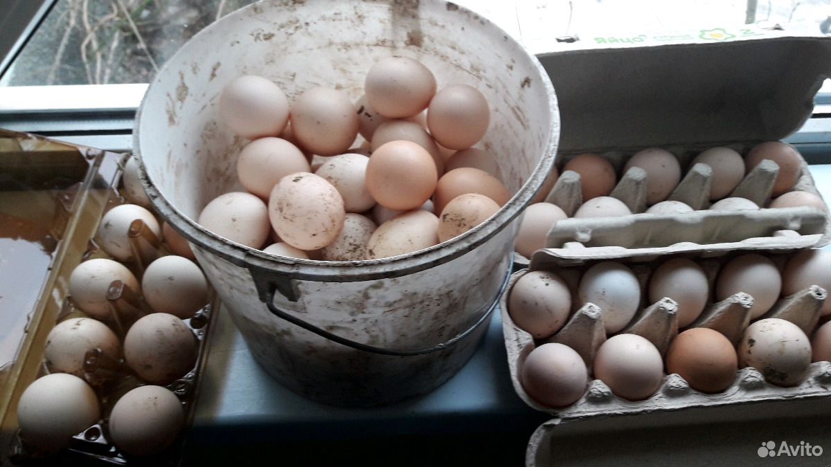Яйцо кур купить на Зозу.ру - фотография № 2