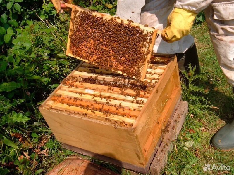Продам пчел, пчелосемьи купить на Зозу.ру - фотография № 1