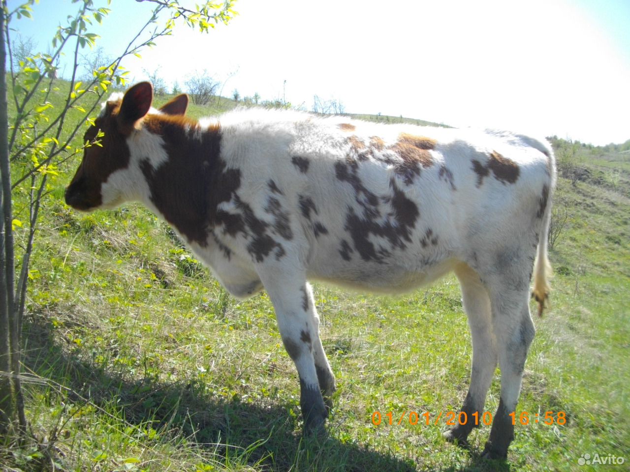 Продаю коров и тёлок купить на Зозу.ру - фотография № 1