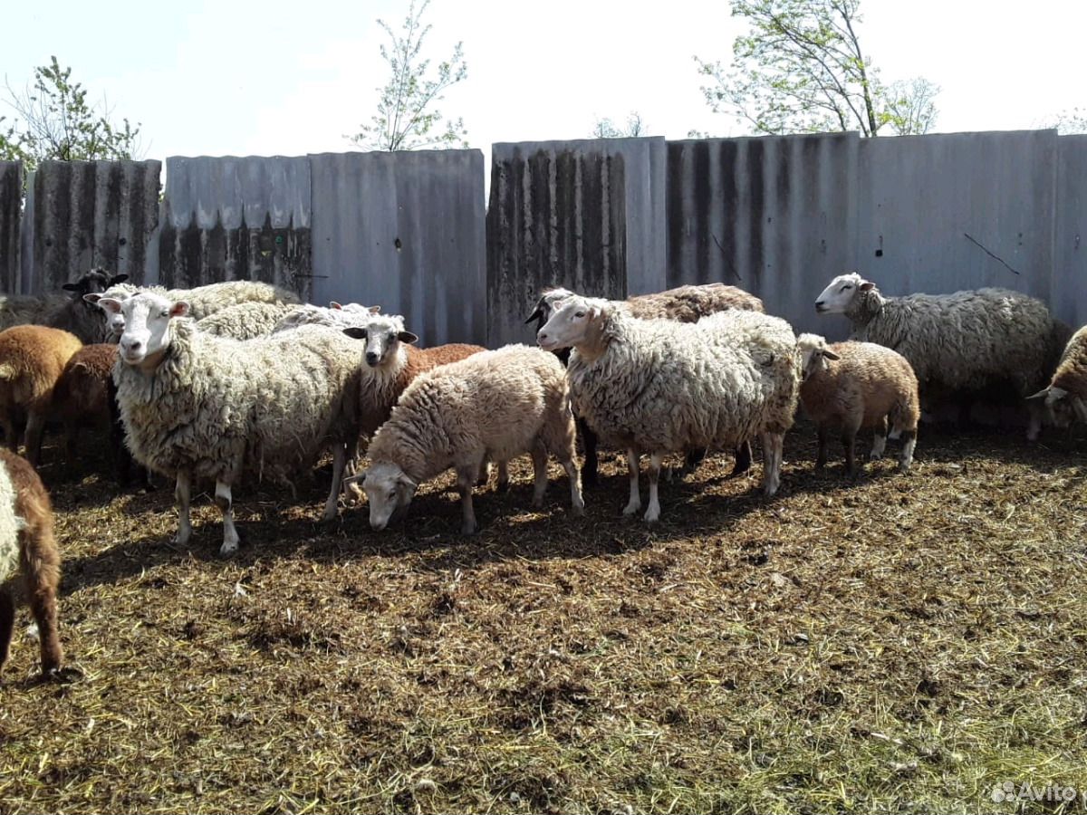 Овцы Продаю 25 ягнят ярочек от 2х месяцев и старше купить на Зозу.ру - фотография № 5