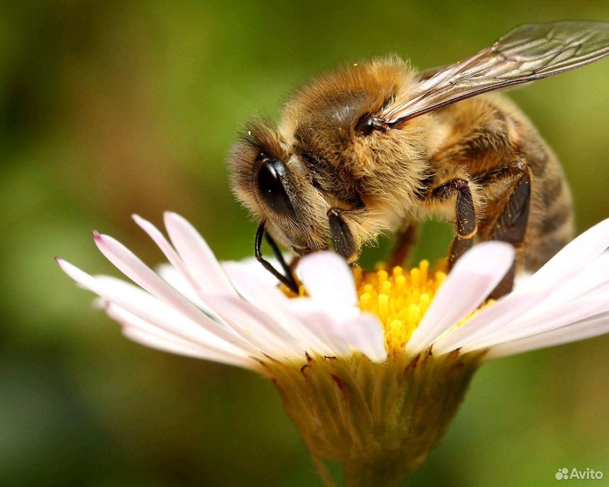 Продаю пчелосемьи(пчелопакеты) купить на Зозу.ру - фотография № 1