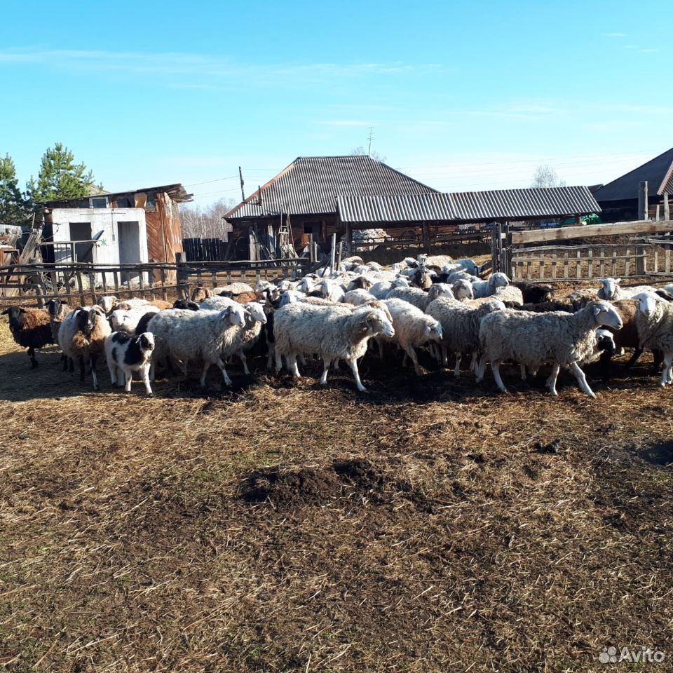 Продажа лошадей, овец, баранов купить на Зозу.ру - фотография № 1