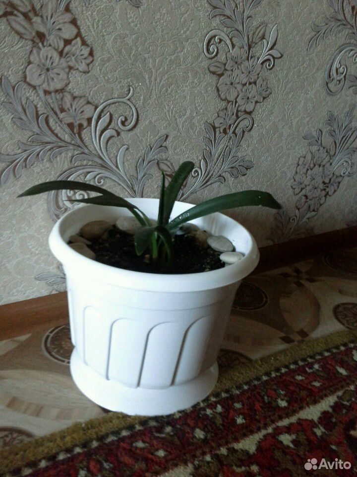 Растение купить на Зозу.ру - фотография № 2