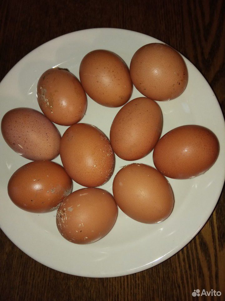 Яйца от домашних курочек купить на Зозу.ру - фотография № 1