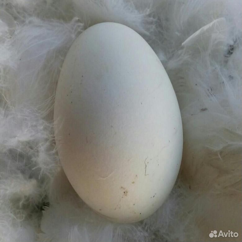 Гусиное инкубационное яйцо. Порода "Крупный Серый" купить на Зозу.ру - фотография № 1