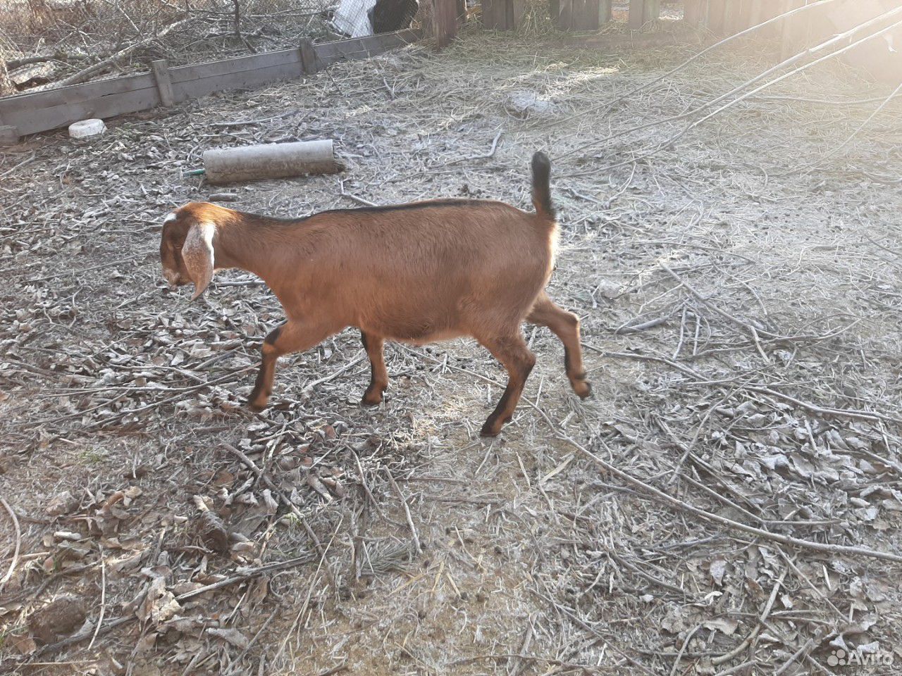 Пакет животное продаётся нубийская козачка купить на Зозу.ру - фотография № 1