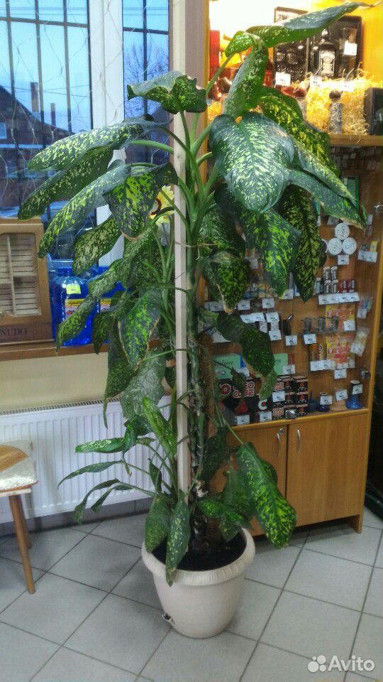 Домашнее растение дифенбахия 2 метра купить на Зозу.ру - фотография № 3