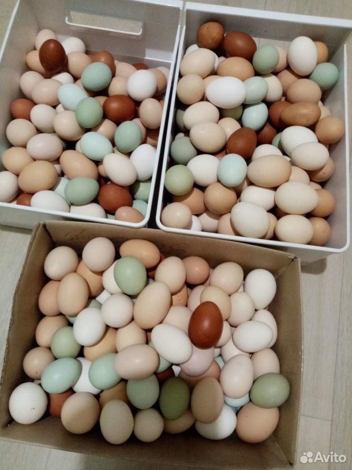 Инкубационное яйцо породных кур, цыплята купить на Зозу.ру - фотография № 9