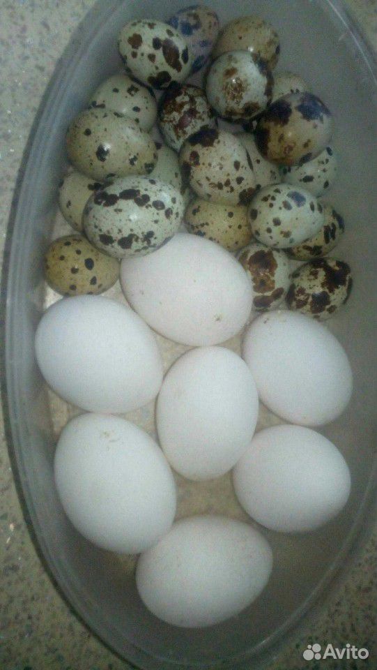 Яйцо купить на Зозу.ру - фотография № 1