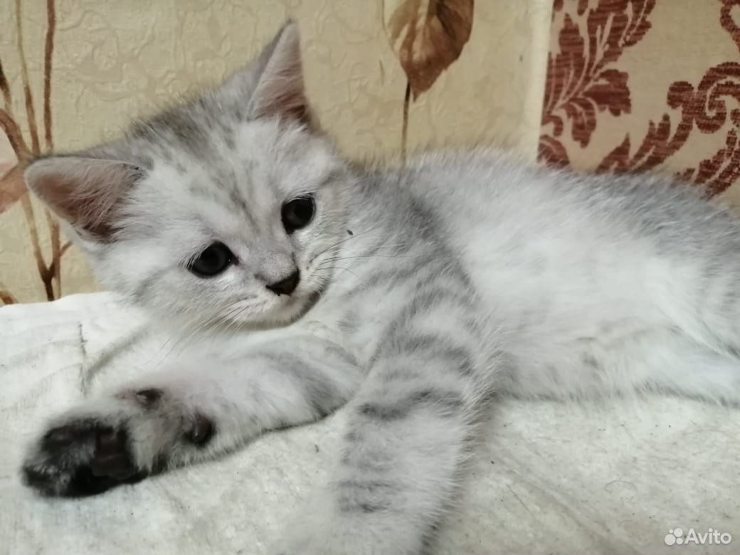 Милый котик купить на Зозу.ру - фотография № 1