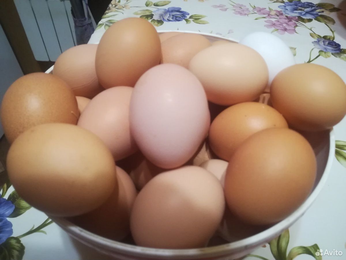 Свежие яйца от домашних курочек. Возможна доставка купить на Зозу.ру - фотография № 1