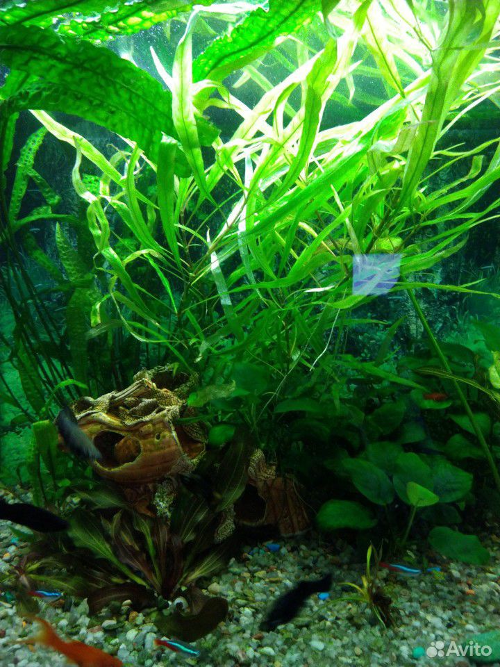 Гигрофила иволистная растения для аквариума купить на Зозу.ру - фотография № 1