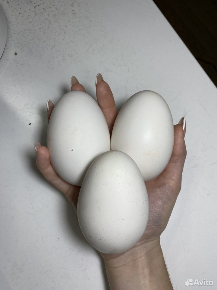 Инкубационные яйца гуси Линда купить на Зозу.ру - фотография № 1