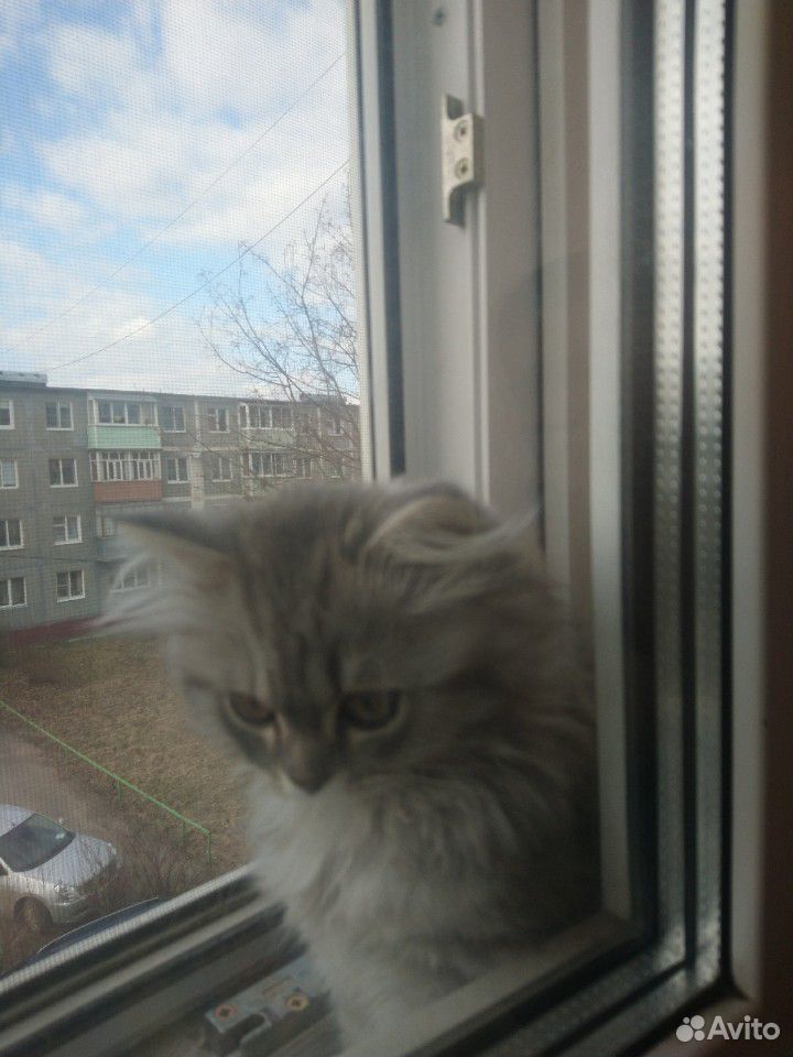 Продам котенка купить на Зозу.ру - фотография № 10