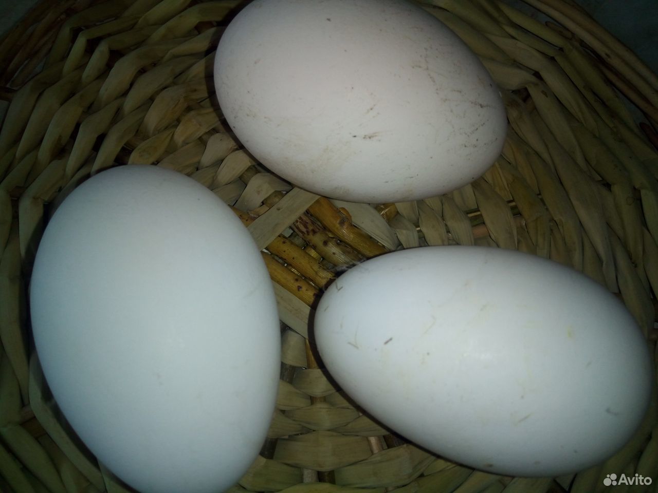 Гусиные домашние яйца купить на Зозу.ру - фотография № 1