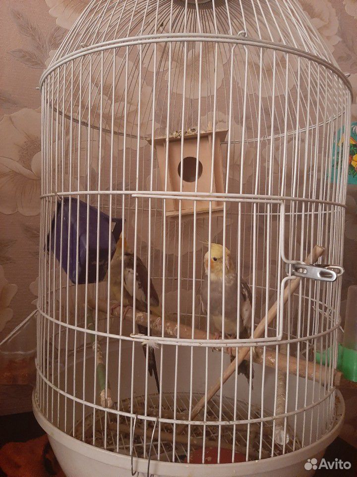 Попугаи с клеткой купить на Зозу.ру - фотография № 2