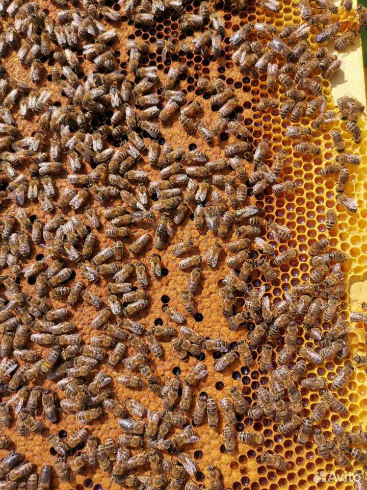 Качественные пчелопакеты-2020 купить на Зозу.ру - фотография № 1