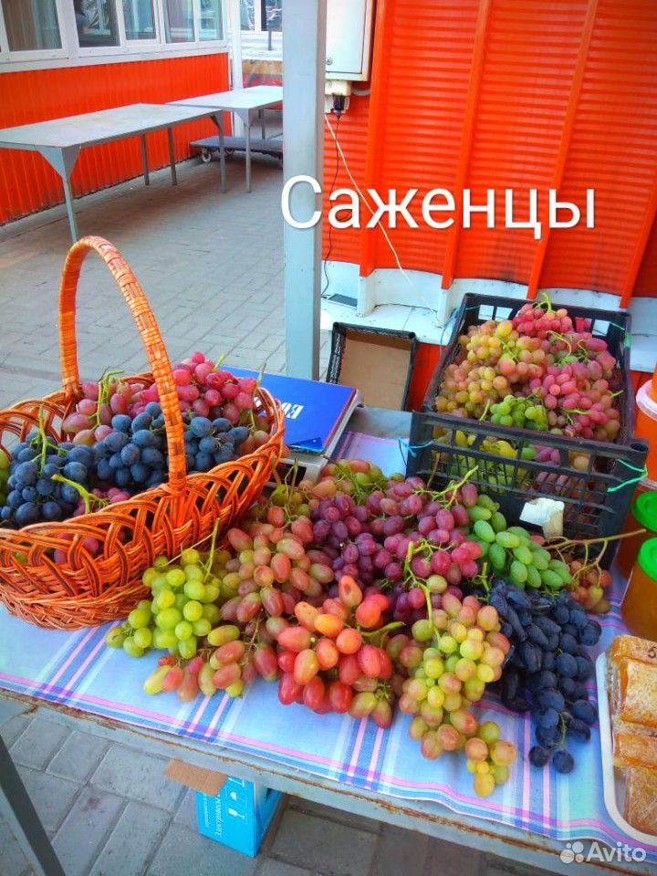 Саженцы столового винограда купить на Зозу.ру - фотография № 10