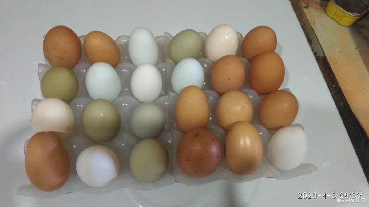 Инкубационные куриные яйца купить на Зозу.ру - фотография № 8