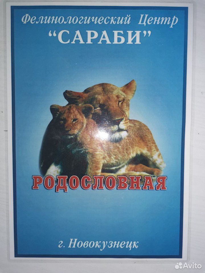 Кошка Мейн-Кун купить на Зозу.ру - фотография № 6