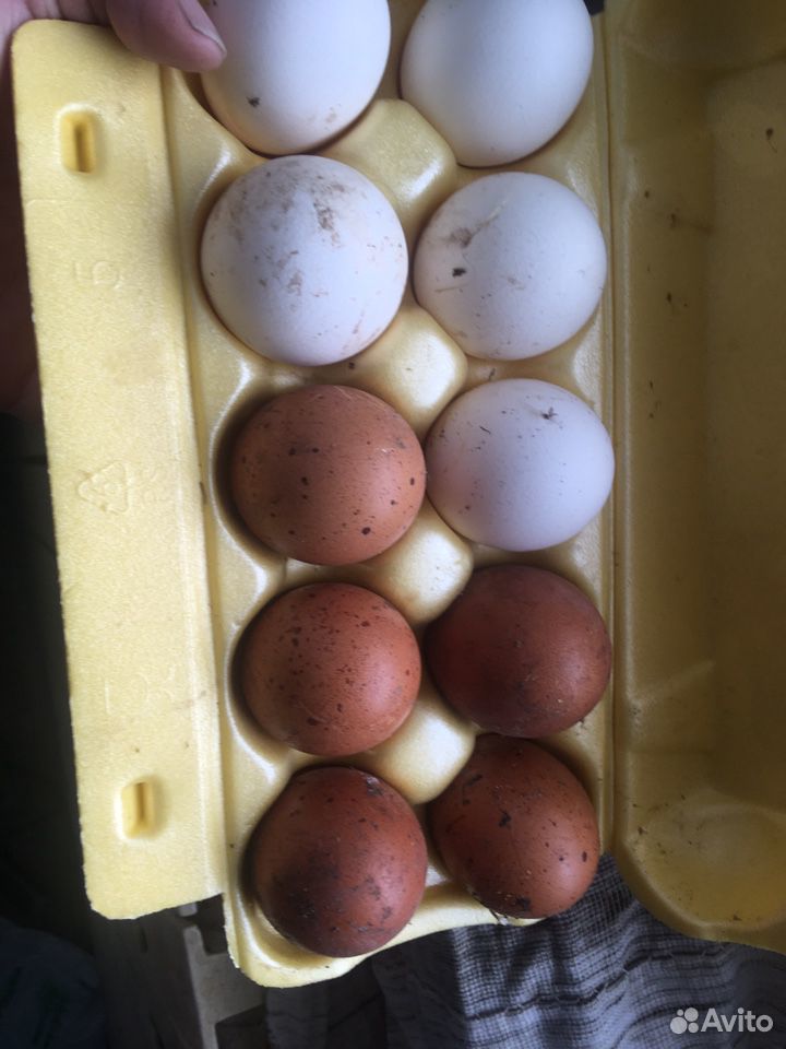 Яйцо инкубационное Маран купить на Зозу.ру - фотография № 1