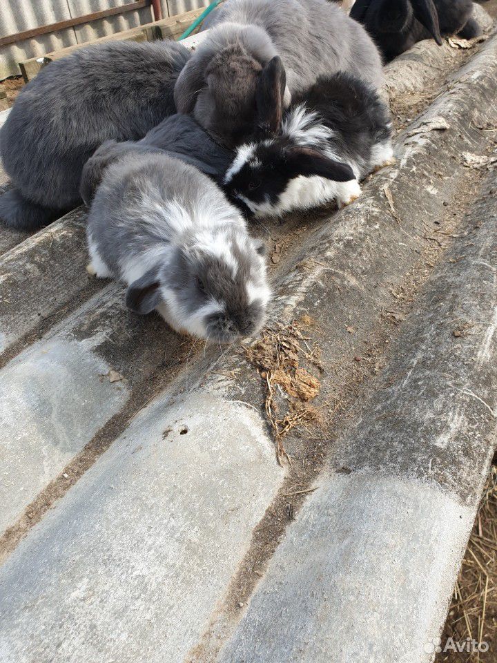 Кролики "Бараны" купить на Зозу.ру - фотография № 5