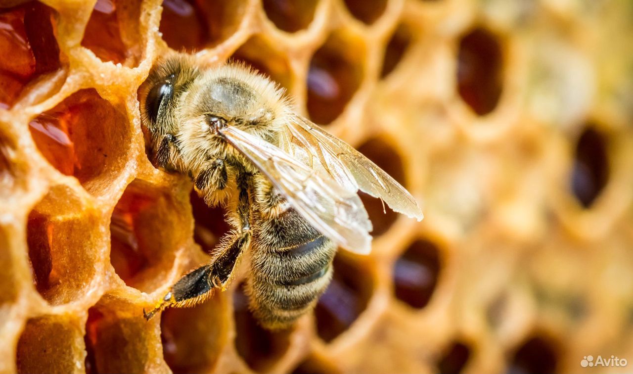 Пчелосемья с пересадкой купить на Зозу.ру - фотография № 1