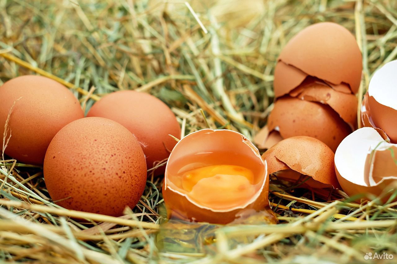 Яйца для инкубации купить на Зозу.ру - фотография № 2