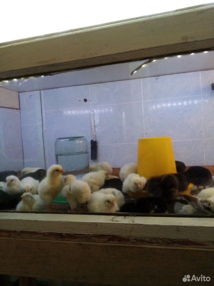 Домашние цыплята купить на Зозу.ру - фотография № 3