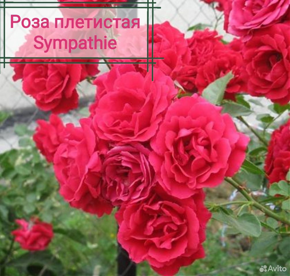 Розы Плетистые. Саженцы купить на Зозу.ру - фотография № 6