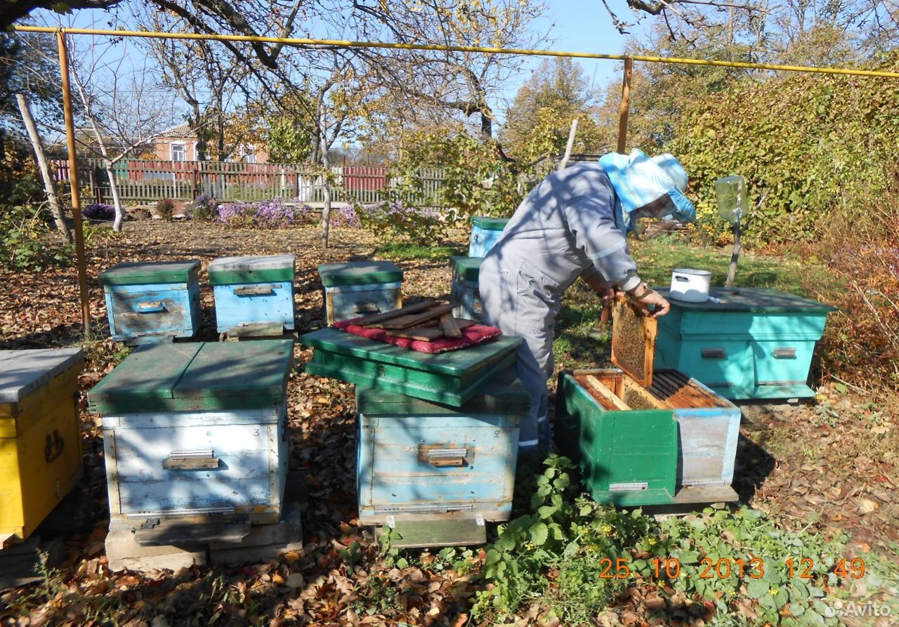 Пчелы породы Карпатка купить на Зозу.ру - фотография № 1