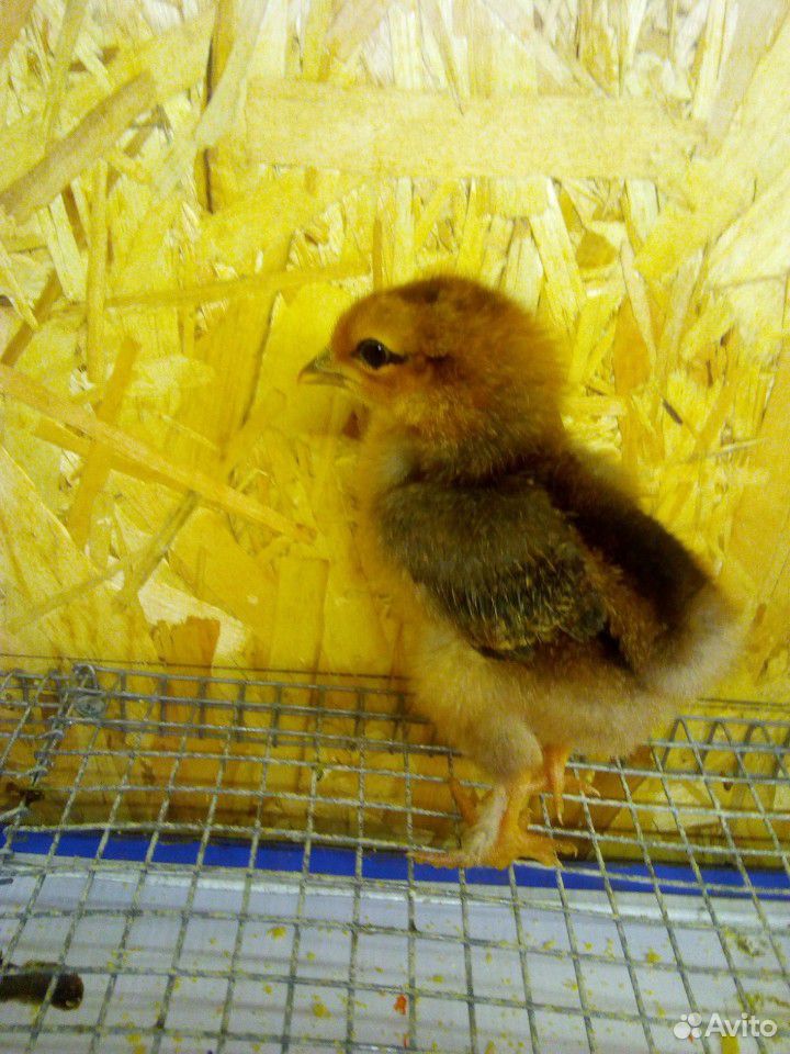 Цыпленок (точная порода не известна) купить на Зозу.ру - фотография № 2