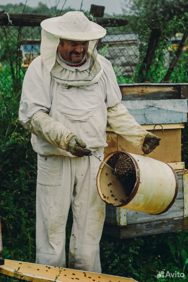 Продаю Пчелосемьи купить на Зозу.ру - фотография № 2