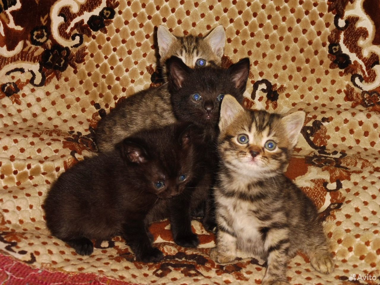 Котята домашние купить на Зозу.ру - фотография № 2