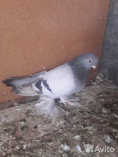 Малоносые голуби купить на Зозу.ру - фотография № 3
