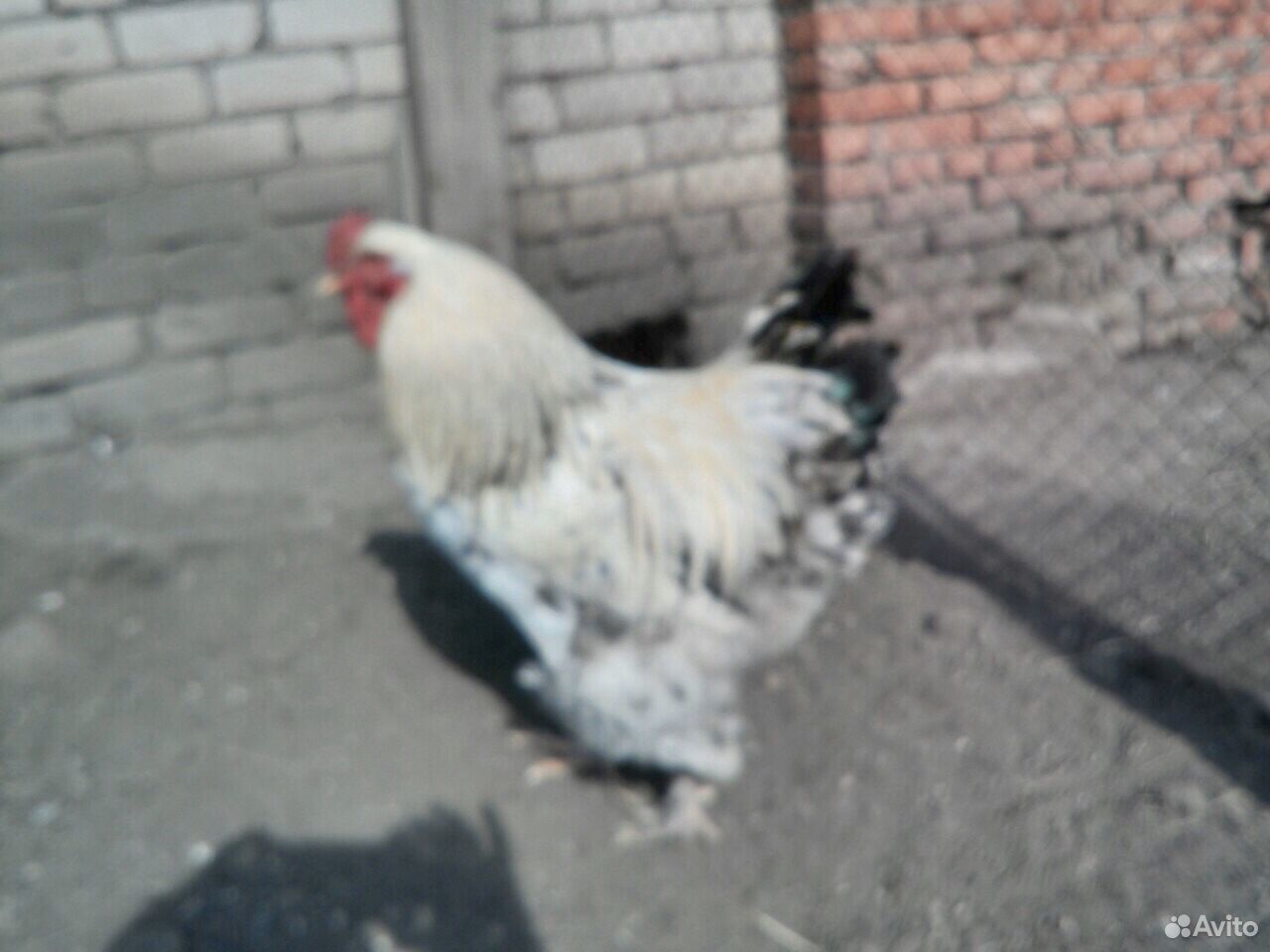 Инкубационное яйцо и цыплята кур породы Брама купить на Зозу.ру - фотография № 9