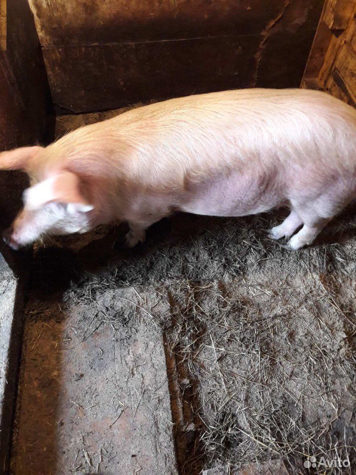 Продаю домашнюю свинью 8 месяцев купить на Зозу.ру - фотография № 3