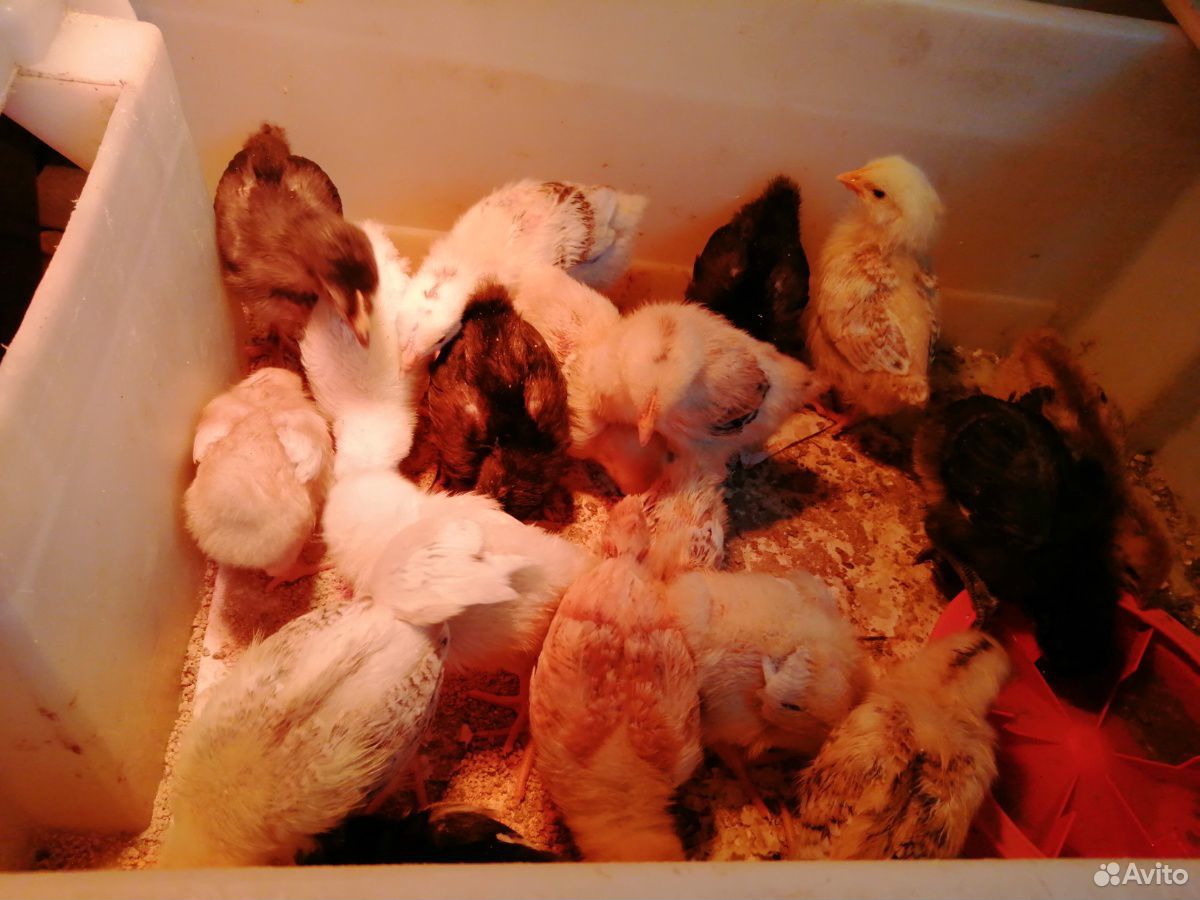 Цыплята мясо-яичных пород купить на Зозу.ру - фотография № 7