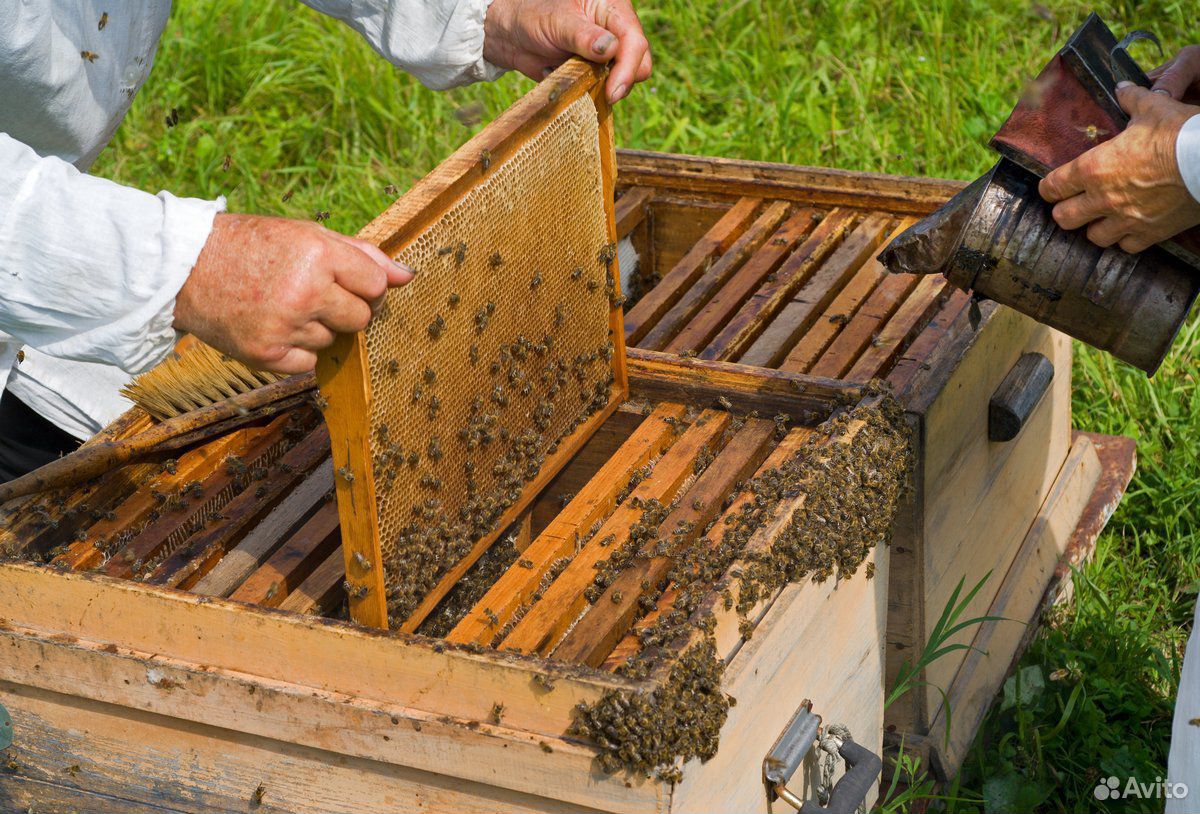 Пчелы с ульями купить на Зозу.ру - фотография № 2