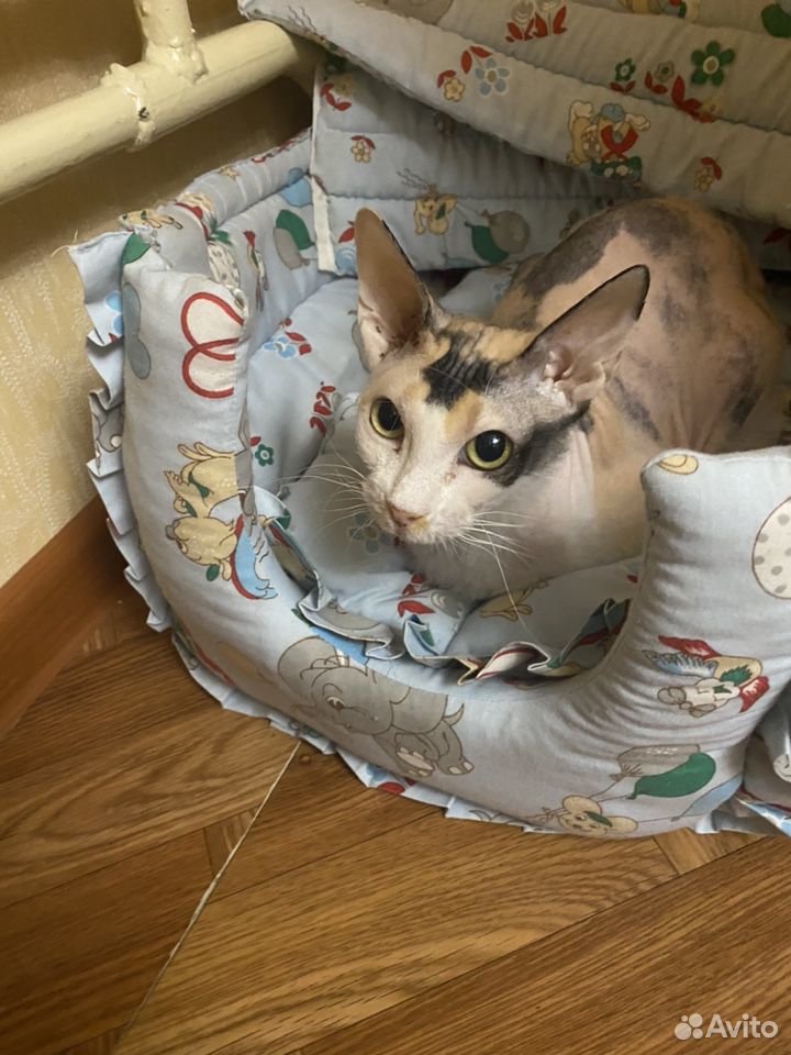 Кошка бесплатно, стерилизованная купить на Зозу.ру - фотография № 2