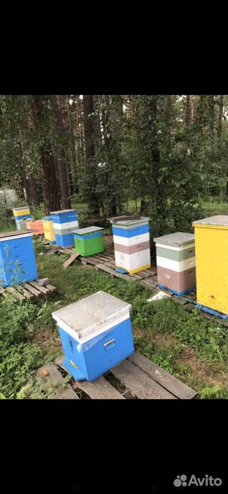 Пчелосемья, пчелопакеты купить на Зозу.ру - фотография № 4